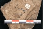 Foto (Detailansicht) von Plantae indet.  (NHMW-GEO-2024-0188-11548)